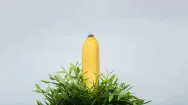 Picture of a banana emerging through leaves